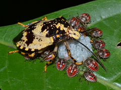 Antiteuchus melanoleucus