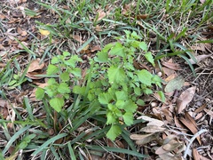 Urtica chamaedryoides