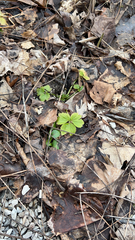 Anemonoides quinquefolia