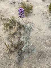 Astragalus magdalenae