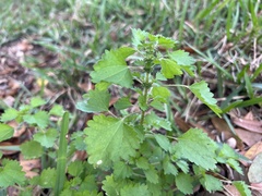 Urtica chamaedryoides