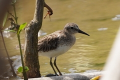 Calidris pusilla