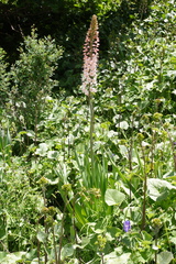 Eremurus