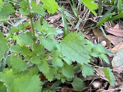 Urtica chamaedryoides