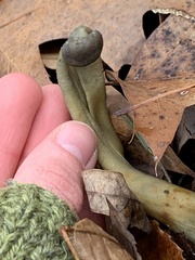 Tolypocladium capitatum