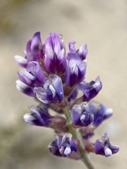 Astragalus magdalenae