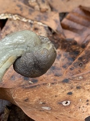 Tolypocladium capitatum