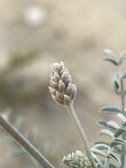Astragalus magdalenae
