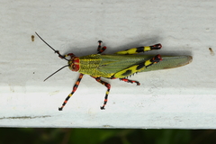 Zoniopoda tarsata