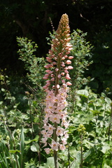 Eremurus