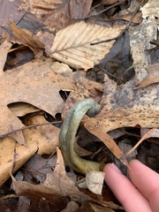 Tolypocladium capitatum