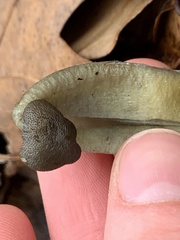 Tolypocladium capitatum