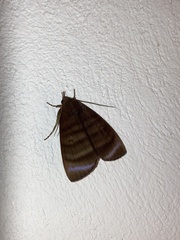 Pachydota