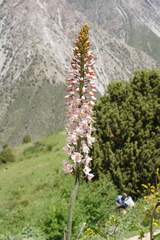 Eremurus