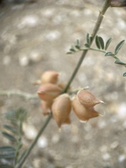 Astragalus magdalenae