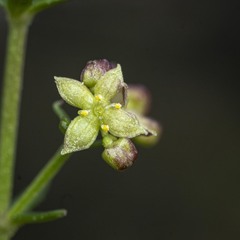 Galium nuttallii nuttallii