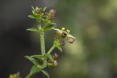Galium nuttallii nuttallii