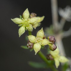 Galium nuttallii nuttallii