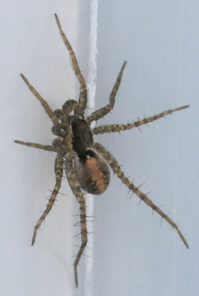 Thin-legged Wolf Spiders From Burleson County, Tx, Usa On December 2 