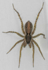 Pardosa milvina