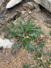 Sonchus asper