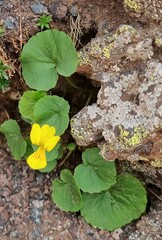 Viola caucasica