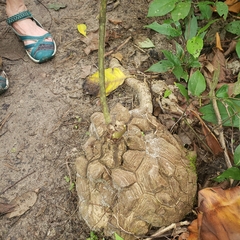 Dioscorea mexicana image