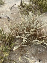 Atriplex julacea