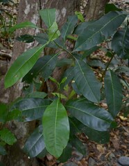 Chionanthus ramiflorus