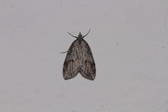 Chesias isabella