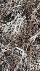 Chasmanthium latifolium