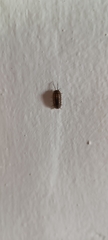 Armadillidium nasatum
