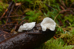 Osteina undosa