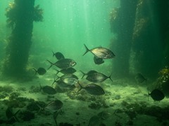 Pseudocaranx georgianus