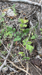 Hydrophylloideae