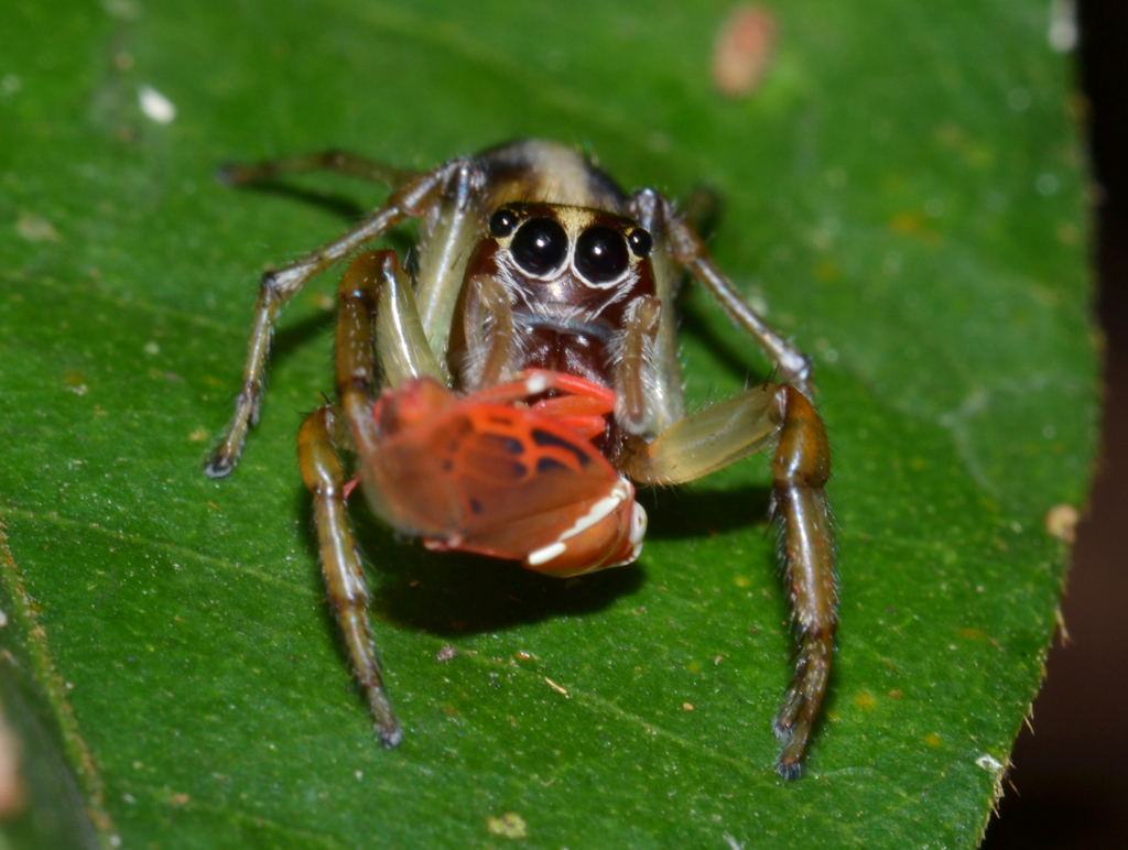 Amycus from Alta Floresta - MT, 78580-000, Brasil on September 15, 2015 ...