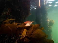 Scobinichthys granulatus