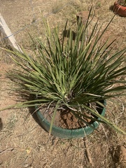 Dasylirion acrotrichum