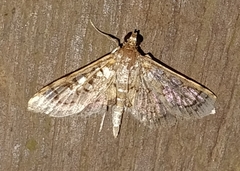 Nomophilini