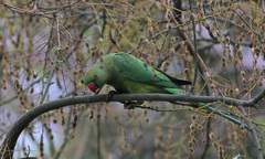 Psittacula krameri