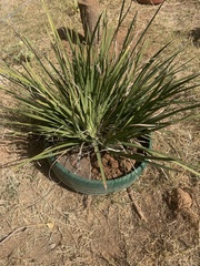 Dasylirion acrotrichum