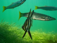 Dinolestes lewini