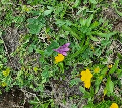 Corydalis