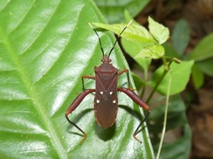 Leptoscelis quadrisignatus