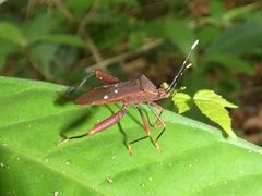 Leptoscelis quadrisignatus