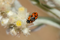 Hippodamia variegata