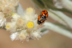 Hippodamia variegata