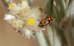 Hippodamia variegata