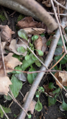 Packera obovata