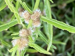 Alternanthera sessilis